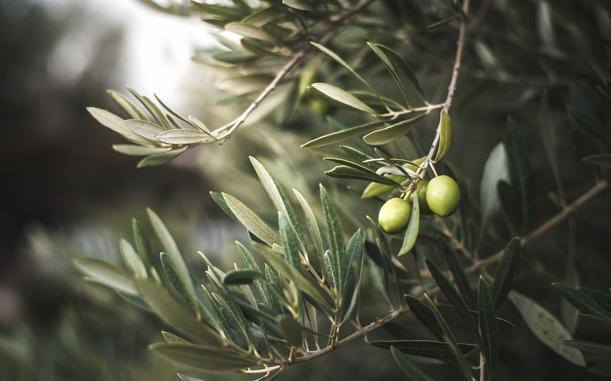 Bougie olive provence